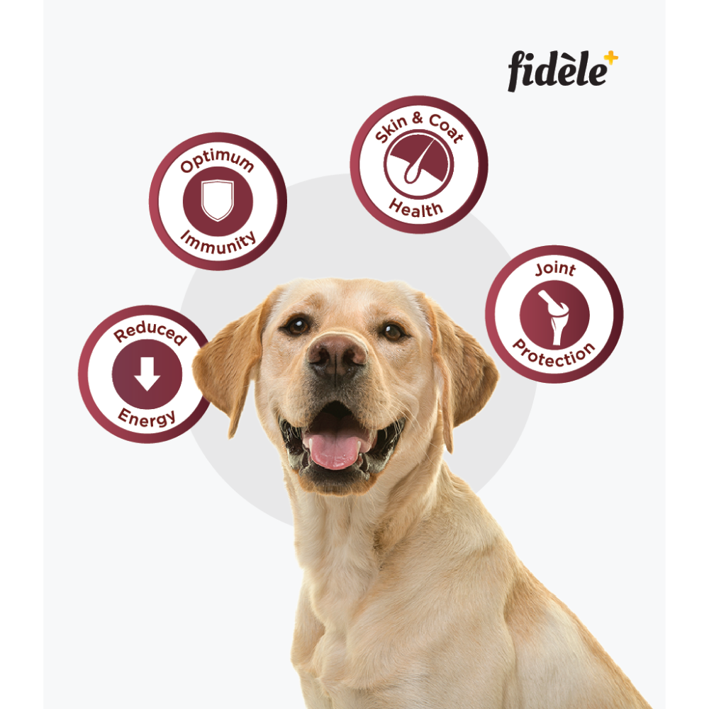 Fidele Plus Adult Light  Senior Dog Dry Food